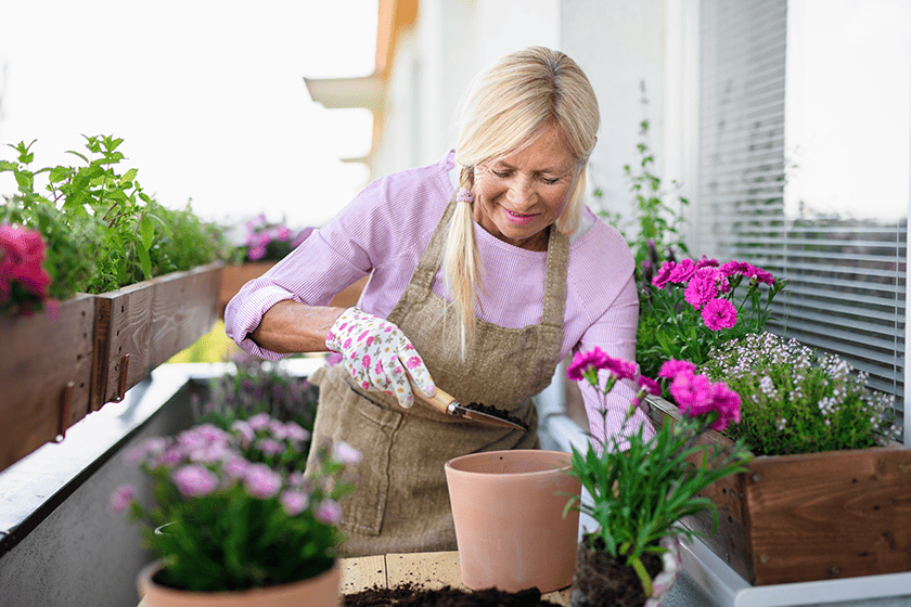 senior woman gardening on balcony in summer planting flowers